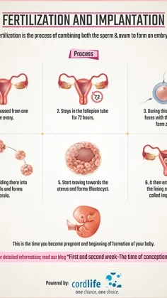 Fertilisation & Implant